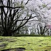 今年も桜は素晴らしかったですね（＾－＾）