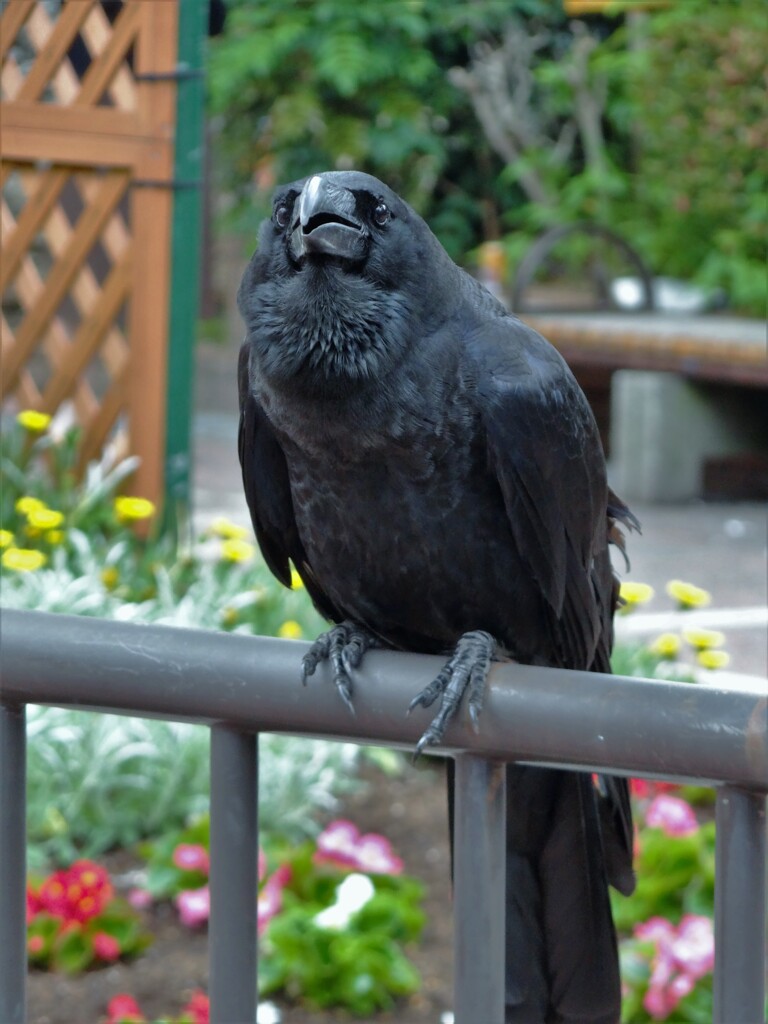 やけに人懐っこいカラスくんでした(^O^)