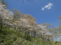 う～清々し～