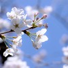 枝先の明かり