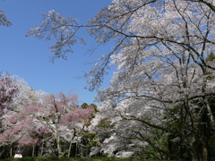 2015年　春　桜　最終回　