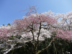 2015年　春　桜　最終回