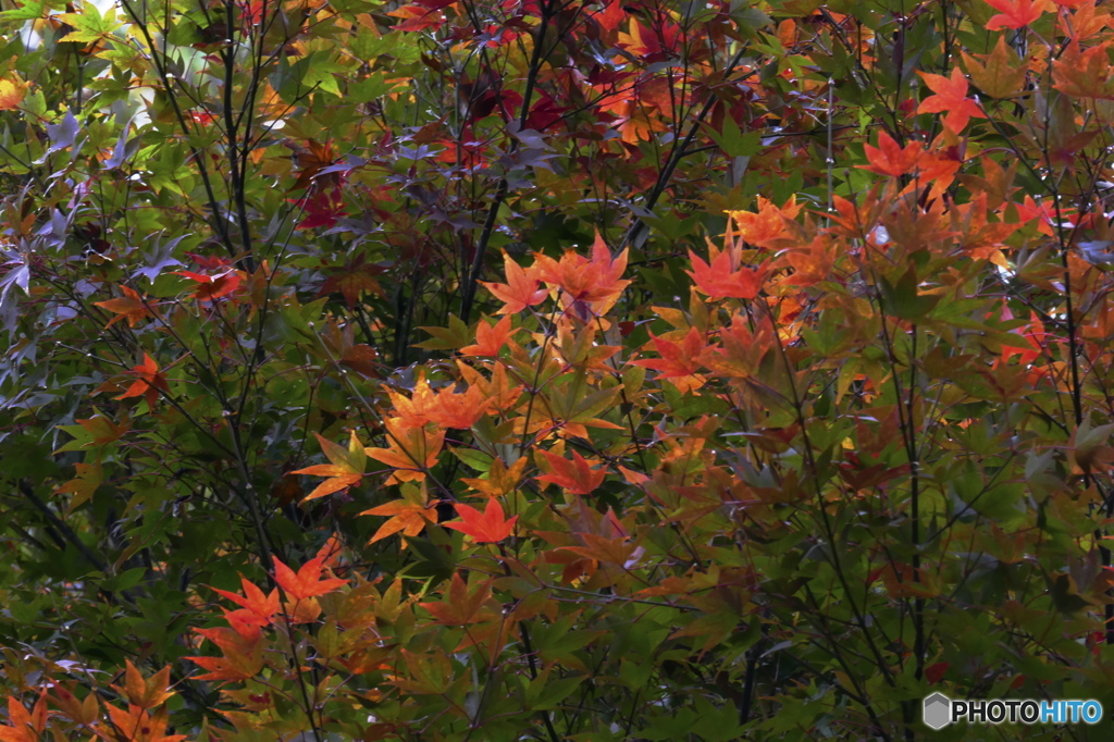 先っちょの紅葉(*^-^*)