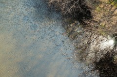 春光・さざ波・森の池