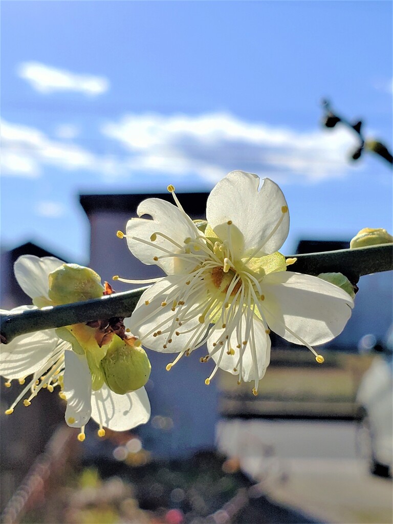 透けて見える春(^▽^)/