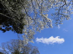 春の空、雲が行く～(*´ω｀*)