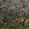 梅…に会いました