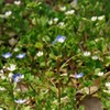 花の歌が聞こえる～(^O^)