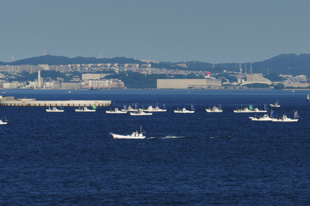 夏の朝…東京湾…白い群れ