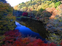 金箔を蒔いた水鏡