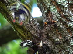 スズメバチの勝ちｰ飛び立つオオムラサキ