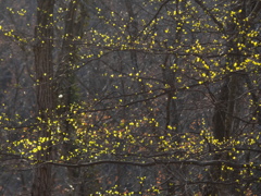 森のあかり‥‥　