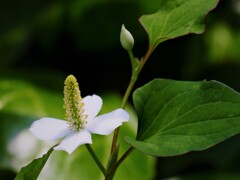 梅雨に装う花