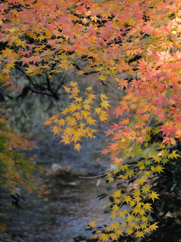 富津　相川のもみじ