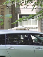 ちょいと覘いてみて下さいな。……のびー　っと気もちよさげじゃありませんか