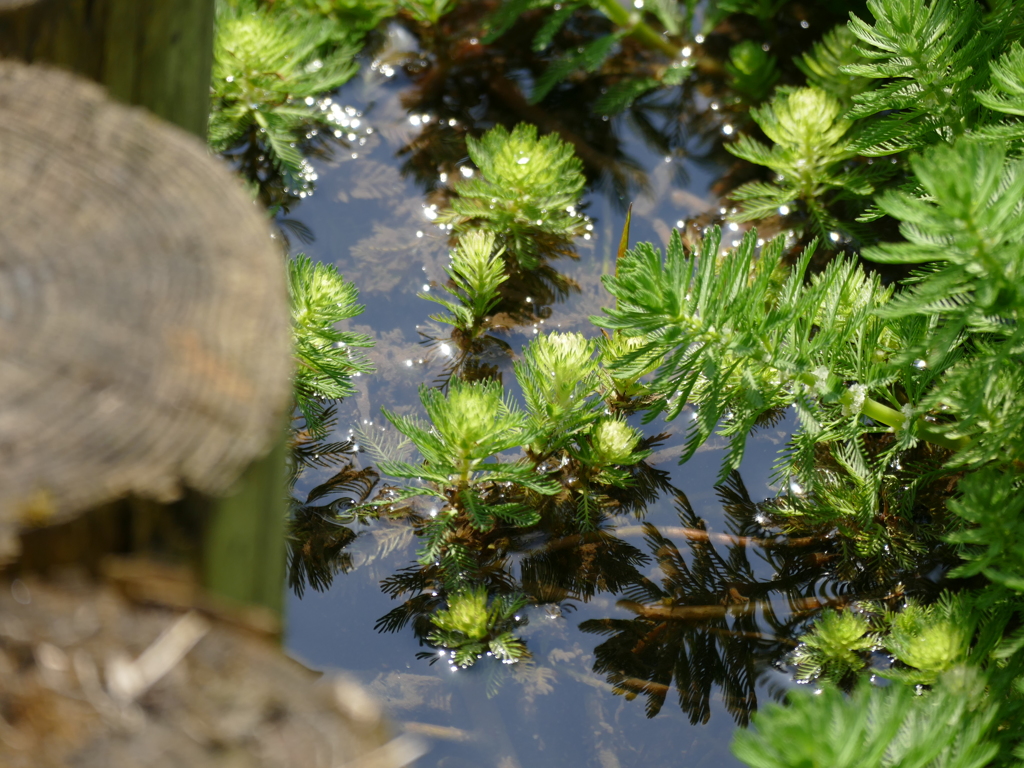 水辺の春の小さな煌めき