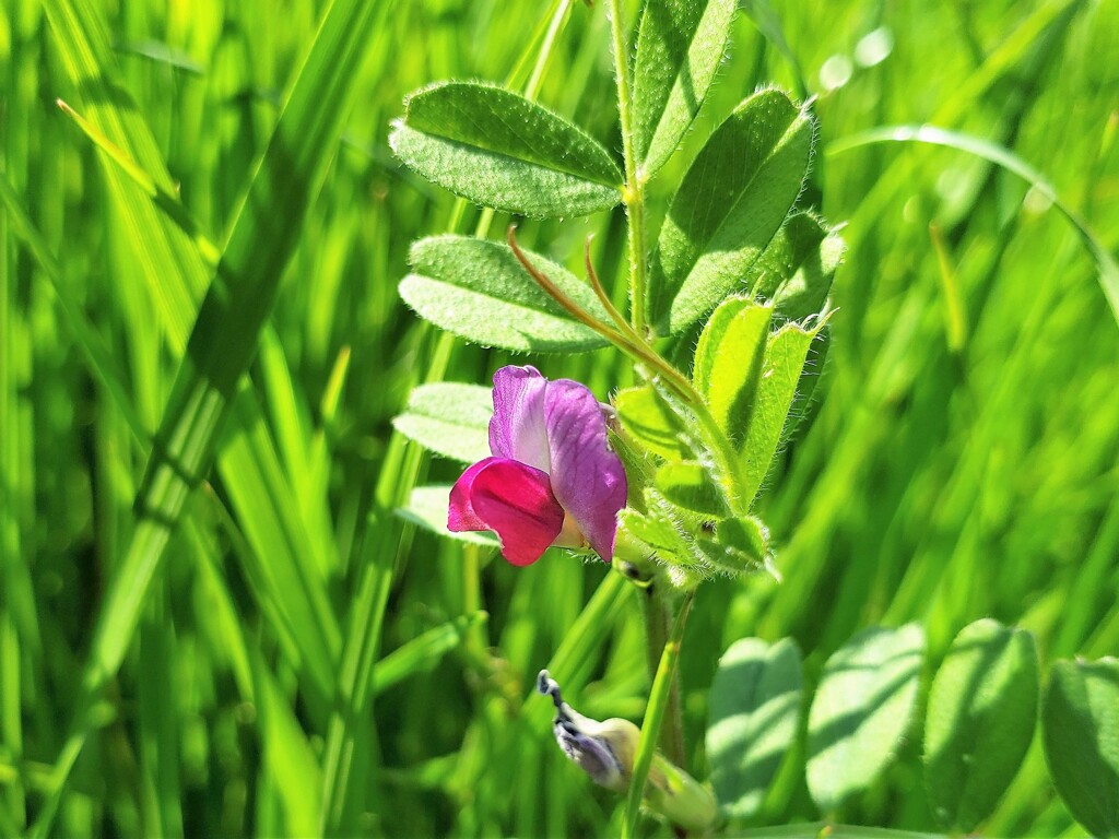 道端の花では露草がとても好きなんですが・・・