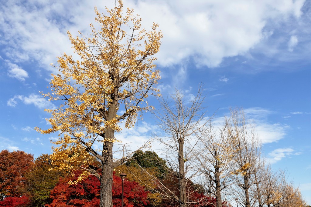 11月最後の日曜日