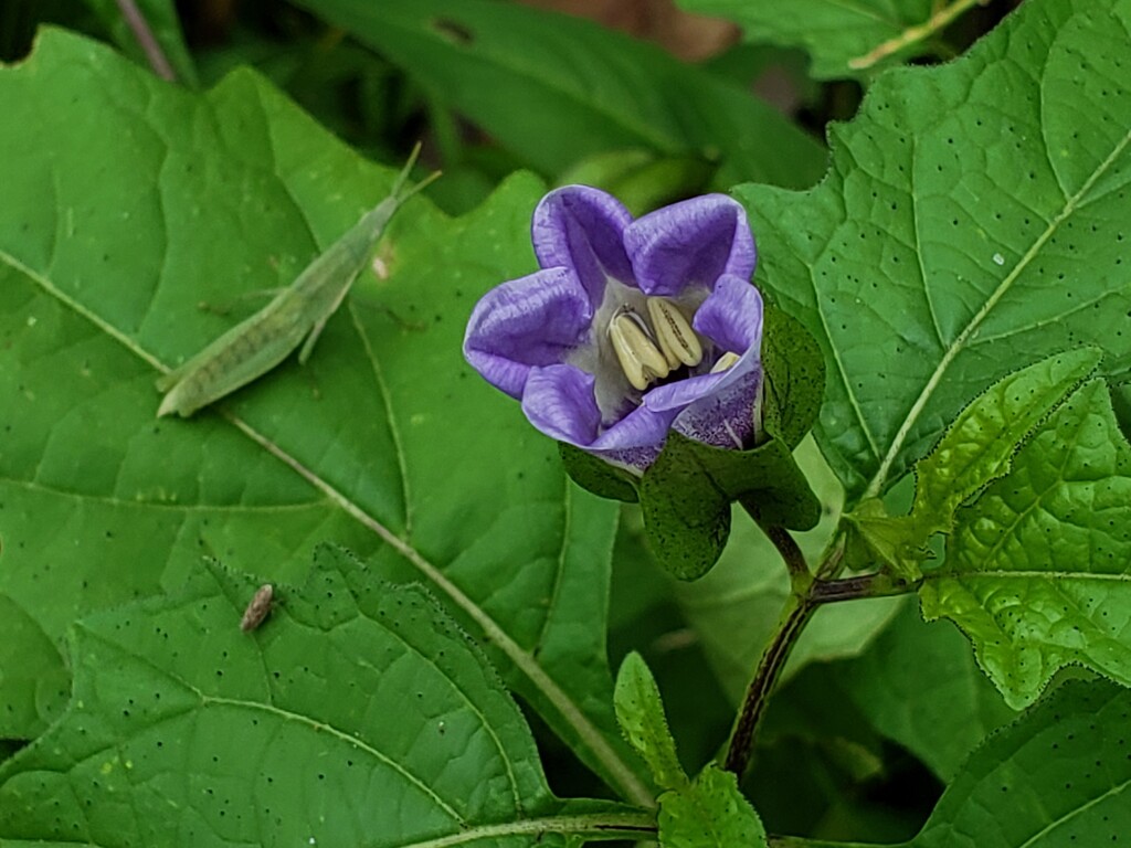 『虫よけ』って聞いたのですが？？