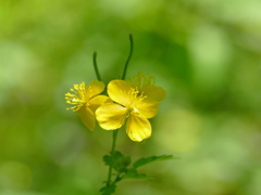 木陰で耀いて