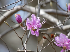 お約束の花に出迎えられました