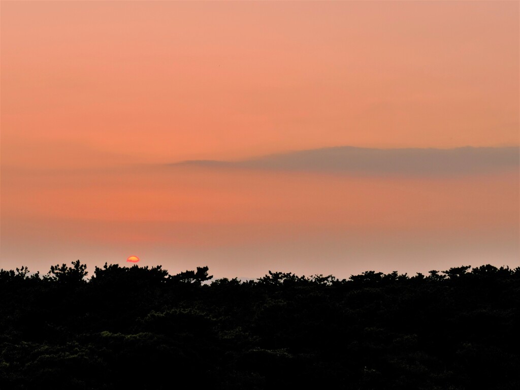 松林に沈む