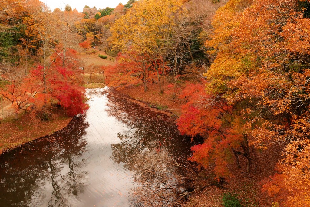 枯れ紅葉の賑わい