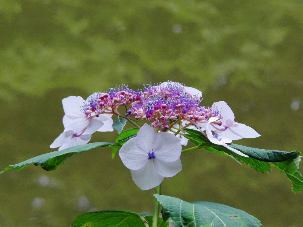おしゃれな花です。