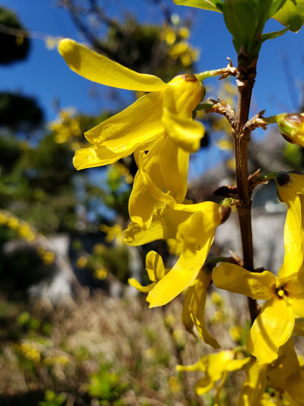 元気色の花です！