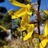 元気色の花です！