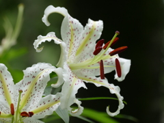 里山の白い花
