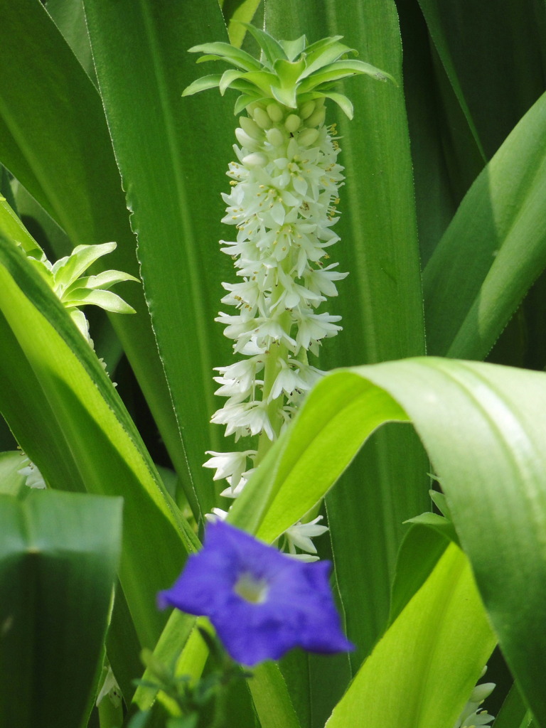 いかにも夏の花って感じですね