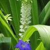 いかにも夏の花って感じですね