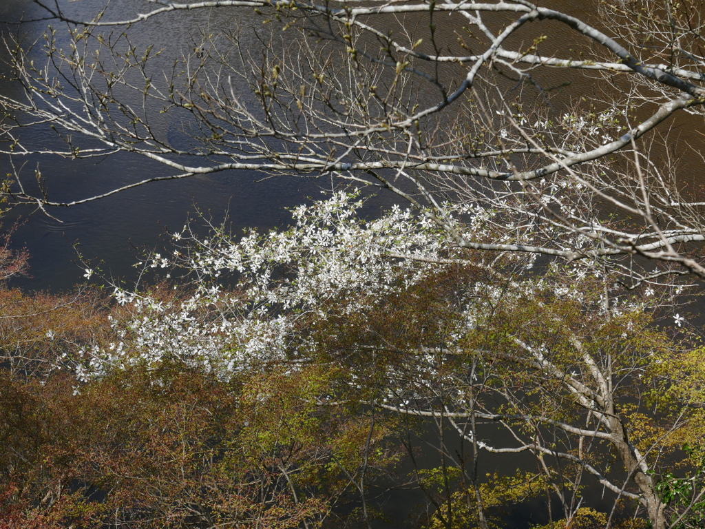 森の池では