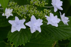 梅雨に華やぐ