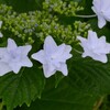 梅雨に華やぐ