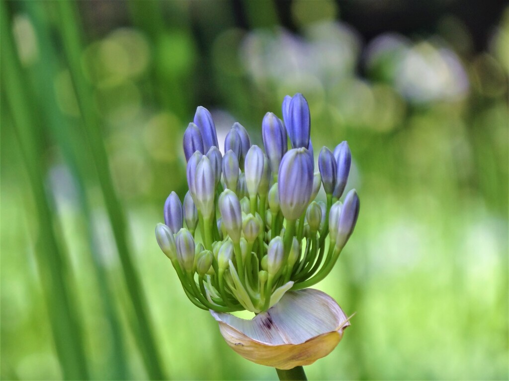 魅惑色の蕾