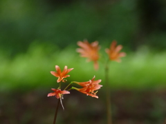 里山の森に秋の兆し