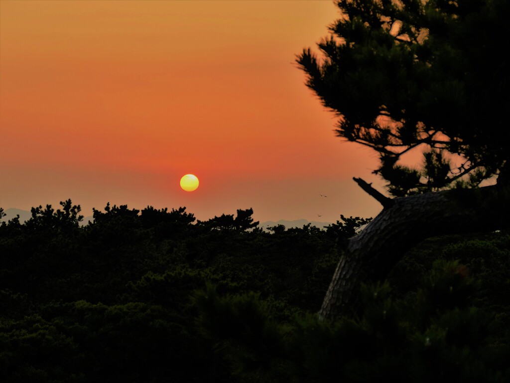 松の岬と夕陽
