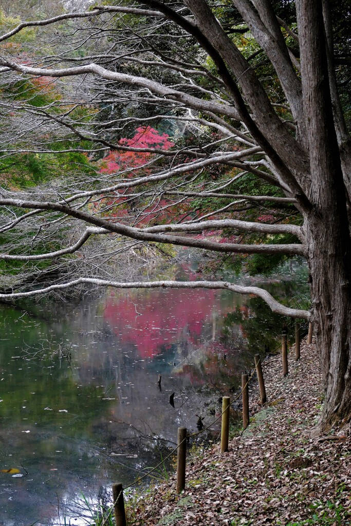晩秋の趣