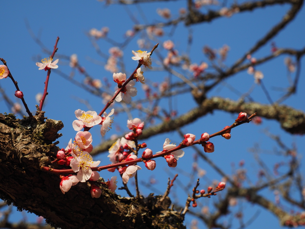 梅は～咲いたか、桜は～まだかいな