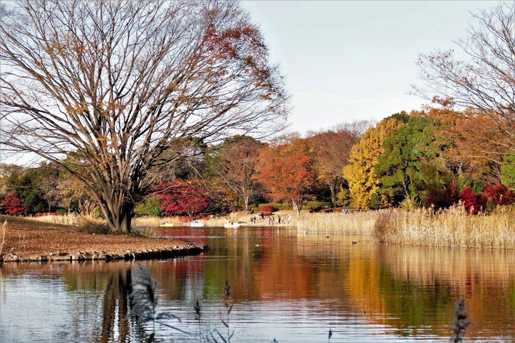 池の端の色づき