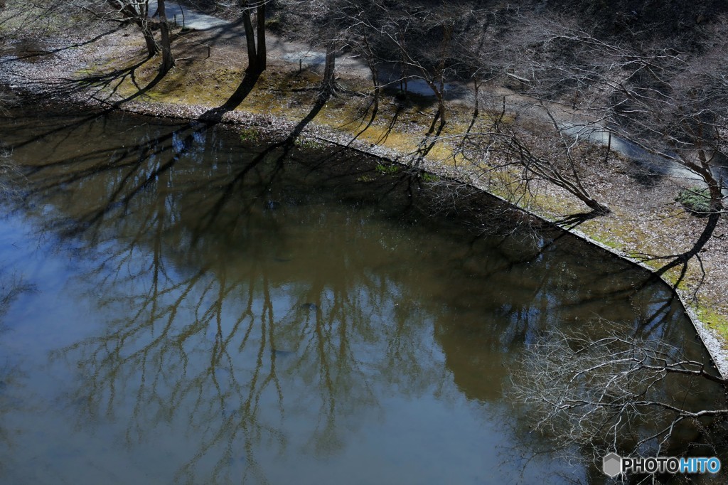 池の端に陽光