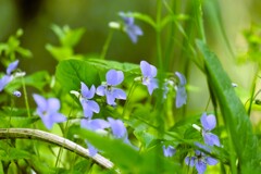 すみれの花