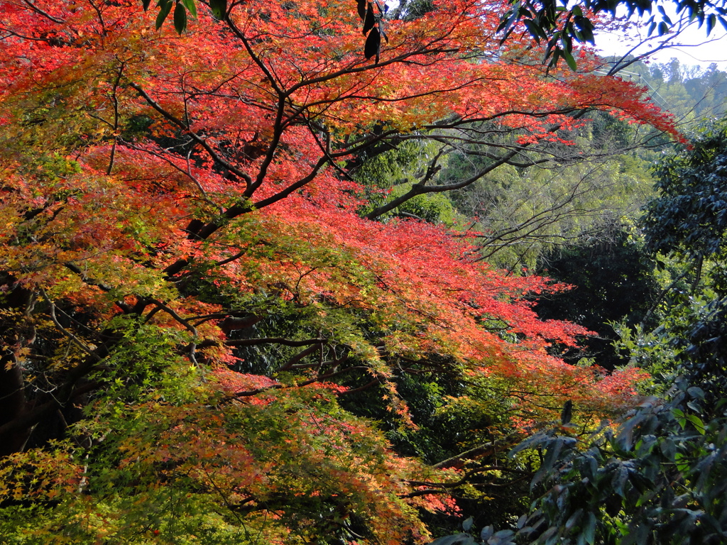 富津　相川のもみじ