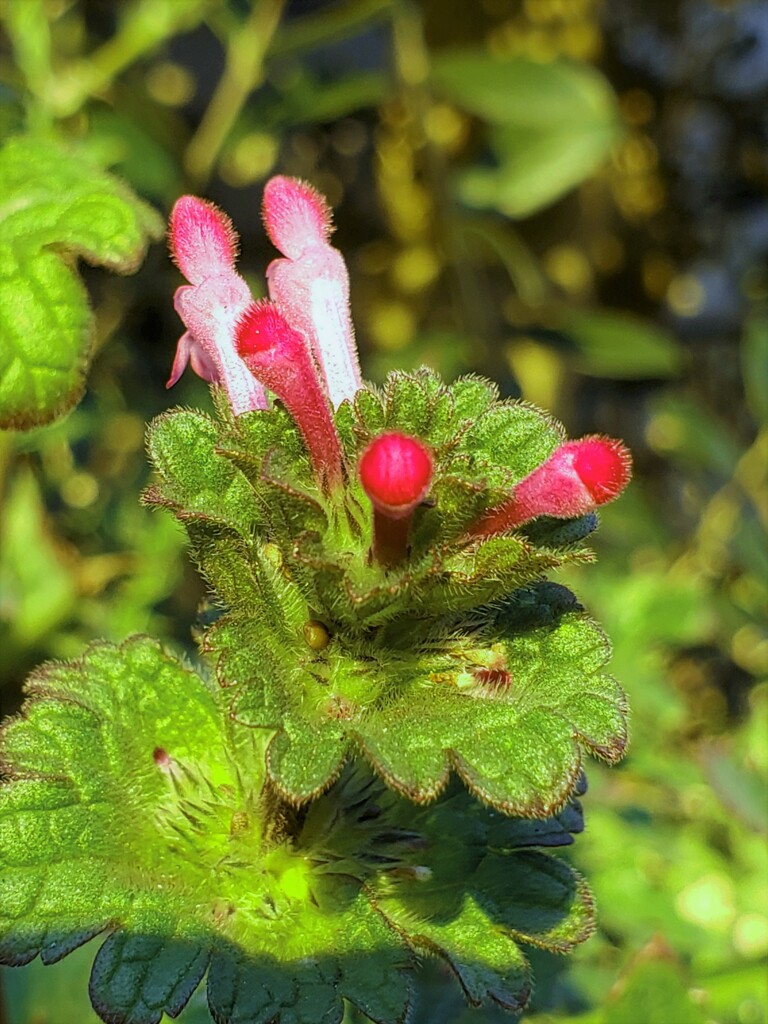 ほとけ様が・・・