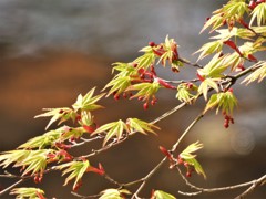 ４月の紅葉…枝先の色づき