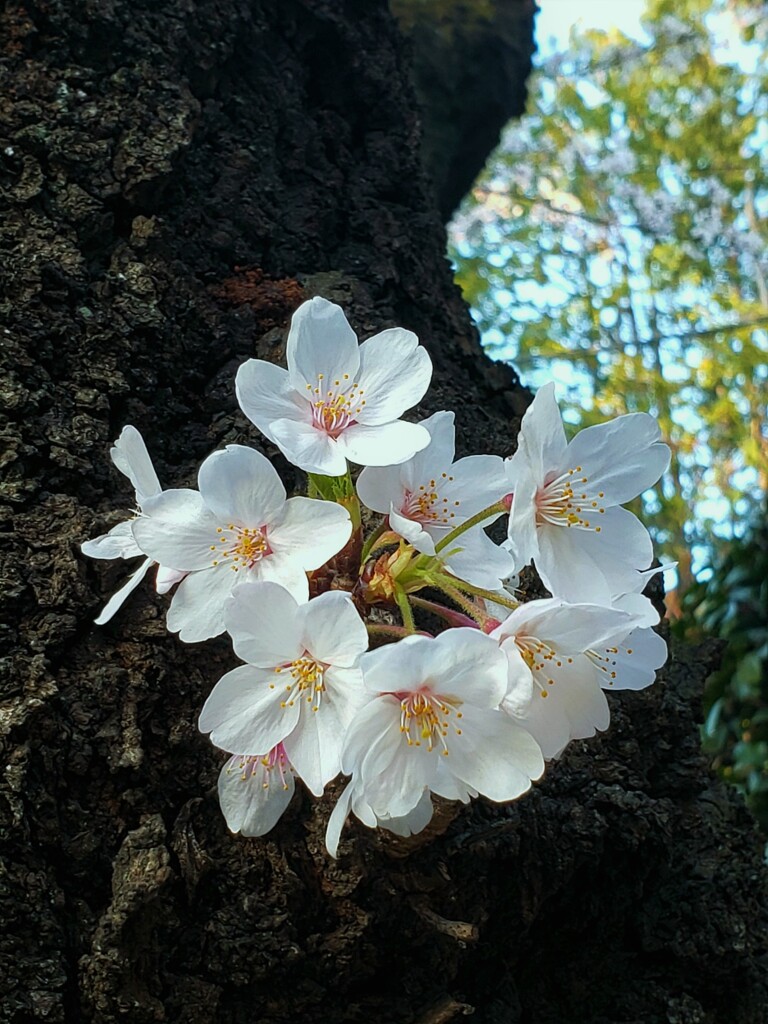 折角ですから上手に愛でたいですね～＼(^o^)／