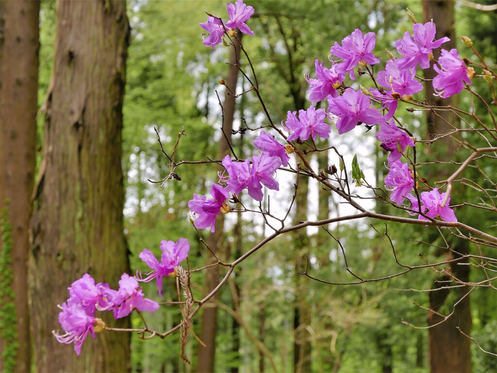 道端でやさしく迎えてくれる花