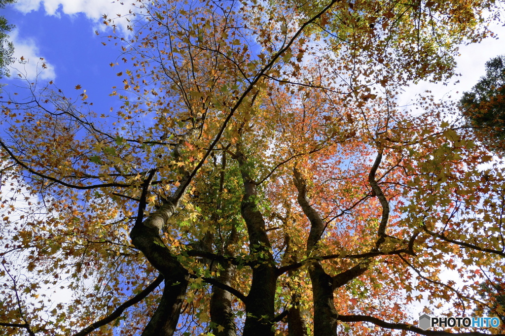 樹上の黄葉　紅葉